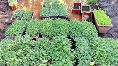 Nos plants de tomates et légumes bio en ligne
