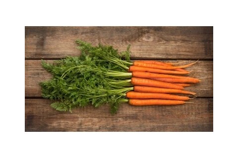 Semences bio de carotte