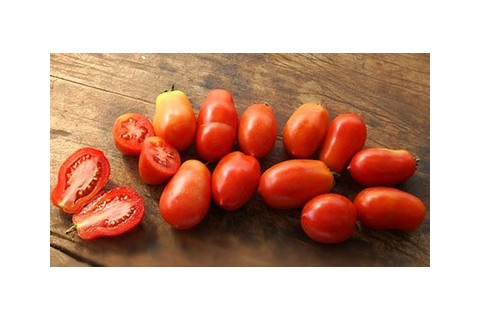 Tomates italiennes semences bio Pascal Poot