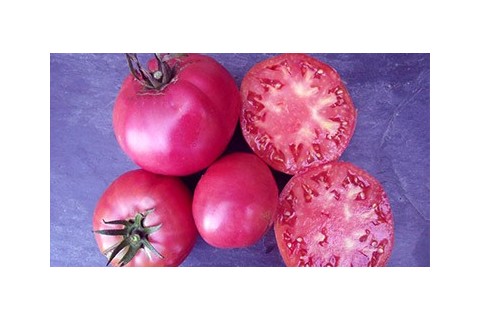 Tomates noires semences bio Pascal Poot