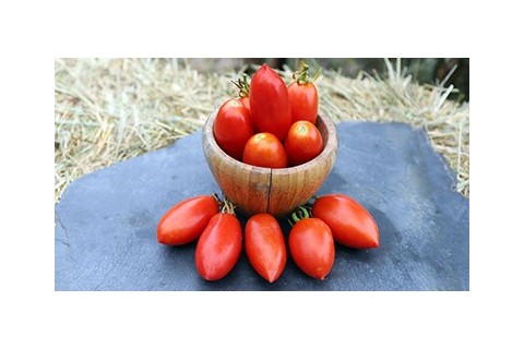 Tomates précoces semences bio Pascal Poot