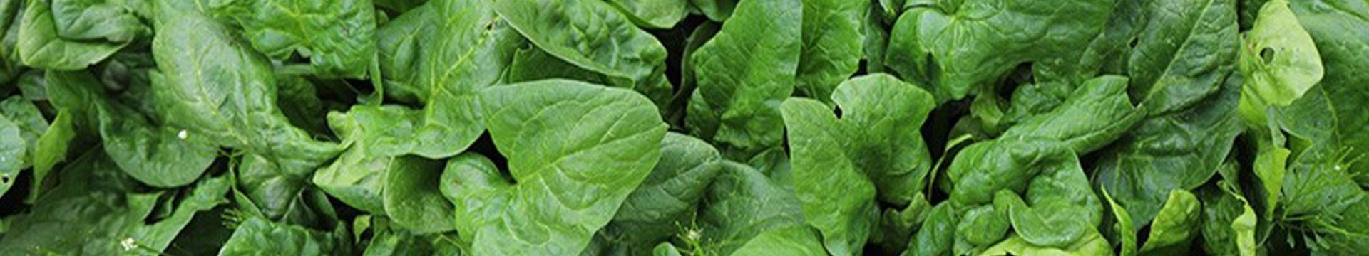 Semences d'Epinards bio reproductibles résistants au fort gel