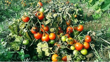 Tomates résistantes au mildiou