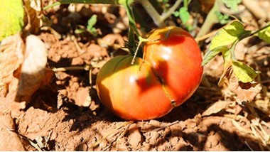 Tomates résistantes à la sécheresse