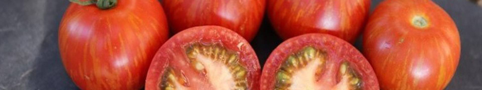 Tomates résistantes à la sécheresses , graines reproductibles