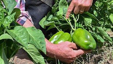 Semences bio variétés anciennes en promotion
