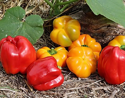légumes fruits