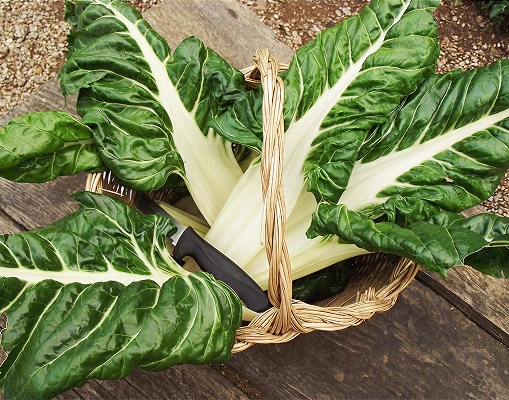 légumes feuilles