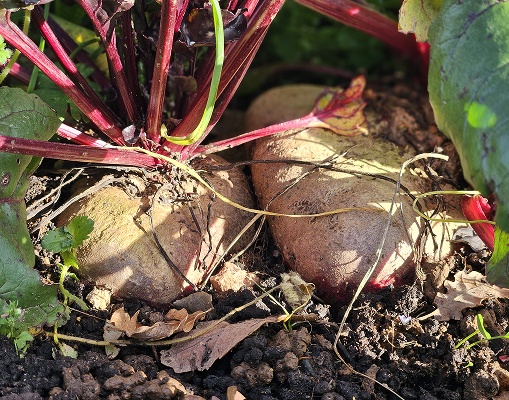 légumes racines