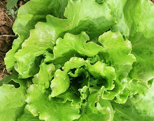 légumes feuilles
