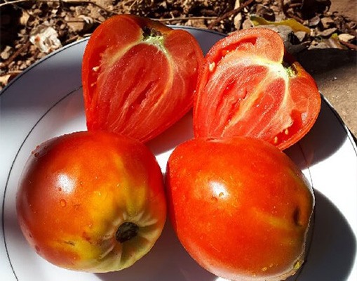 tomates