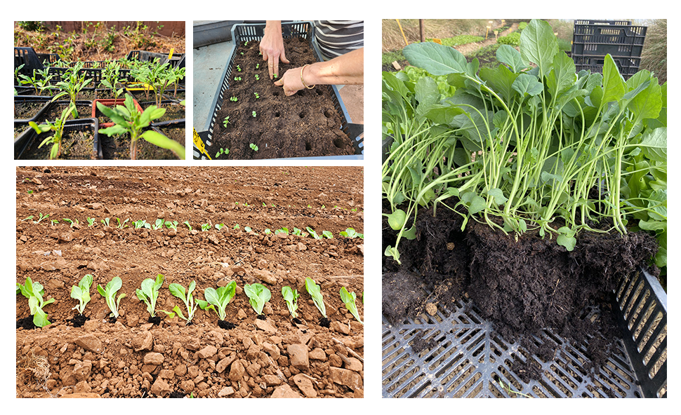  Le Potager de Santé Vente de graines potagères bio - Article du mois d'avril