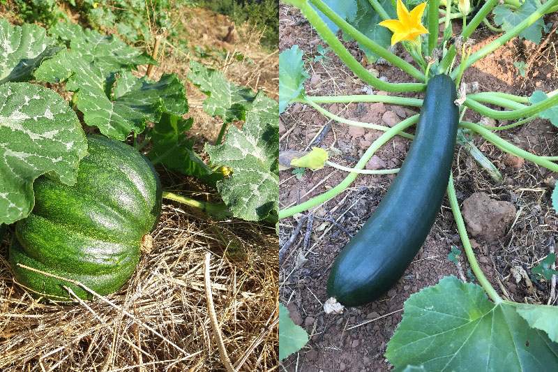 Semis de courgettes