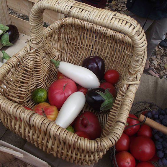 Semences bio, graines potagères variétés anciennes