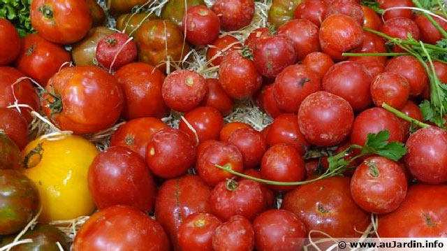 La culture des tomates