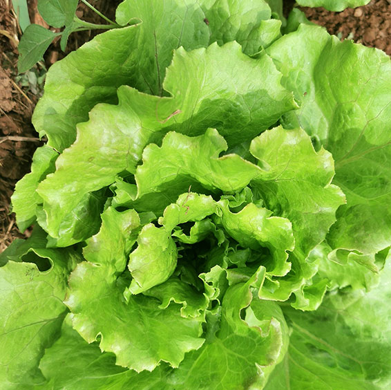 Légumes feuilles