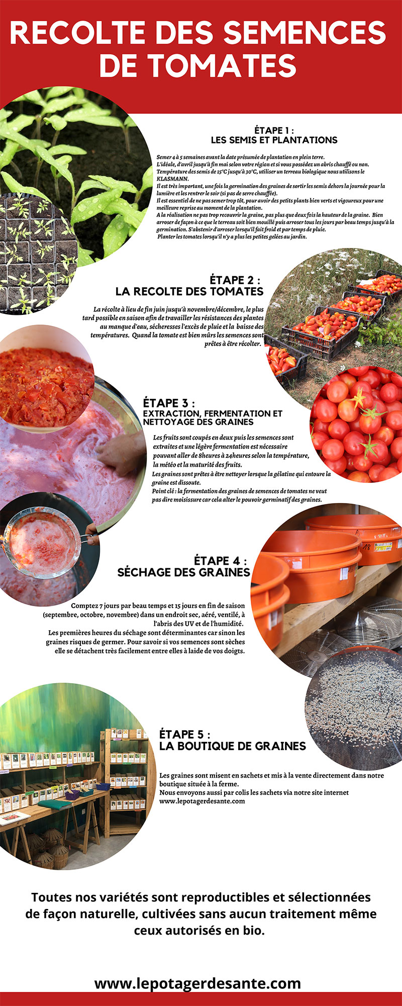Recolte tomates article du mois