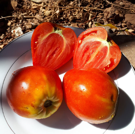 Tomates coeur de boeuf